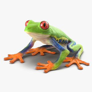 3D Red-Eyed Tree Frog model