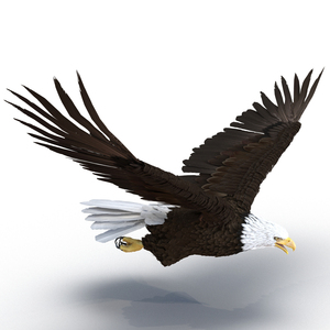 Bald Eagle Pose 4 3D