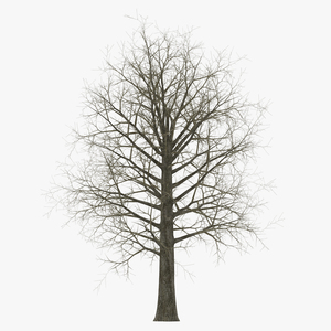 Red Oak Tree Winter 3D model