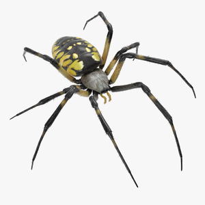 Argiope Aurantia Spider Rigged with Fur 3D model