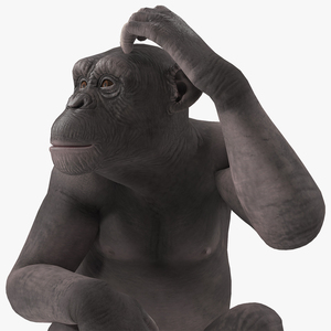 3D Dark Chimpanzee Sitting model