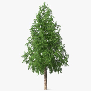 Tall Larch Tree Green with Cones 3D