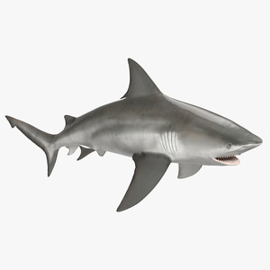 3D Realistic Bull Shark Rigged for Maya