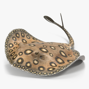 3D River Stingray Rigged