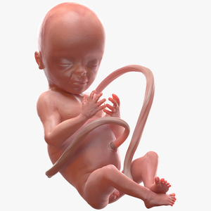 3D Human Fetus at 20 Weeks model