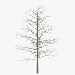 3D model Red Oak Young Tree Winter