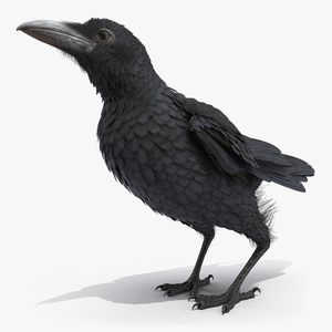 Raven Jumping Animated Rigged 3D model