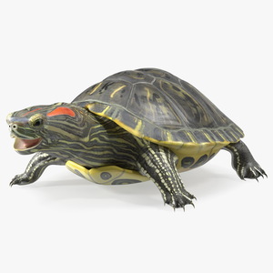 3D Red Eared Slider