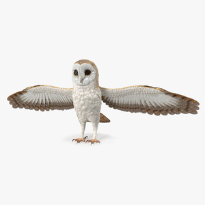 3D model Common Barn Owl