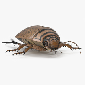 3D Water Beetle Beige Realistic model