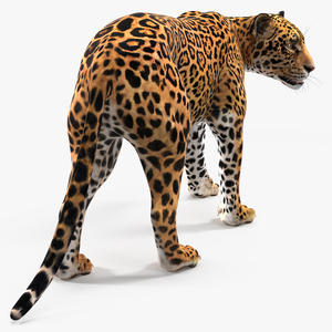 Jaguar Walking Pose 3D model