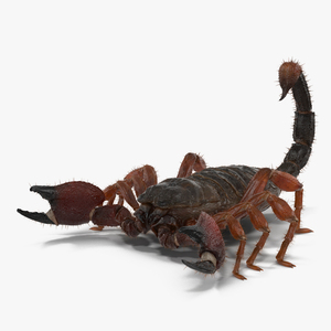 Scorpion with Fur 3D