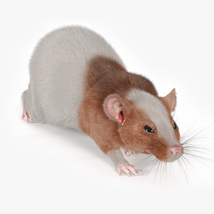 3D Realistic Dumbo Rat Fur model