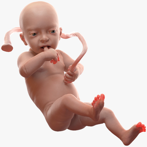 Baby Boy at 32 Weeks Rigged 3D