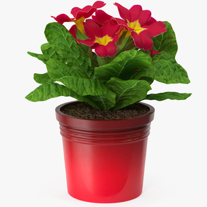 Red Potted Primrose 3D model