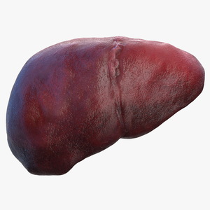 3D Human Liver