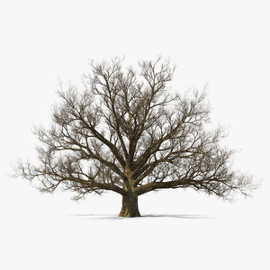 3D Realistic Bare Oak Tree model