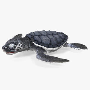 3D Baby Sea Turtle Black