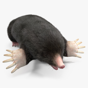 3D Talpa Europaea Fur model