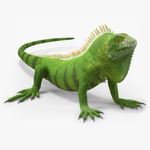 Iguana Reptile 3D model