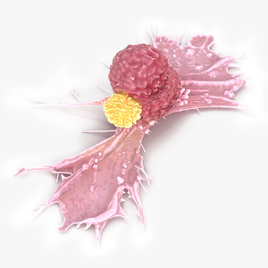 Cancer Cell with Lymphocyte 3D