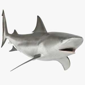 Bull Shark Rigged 3D