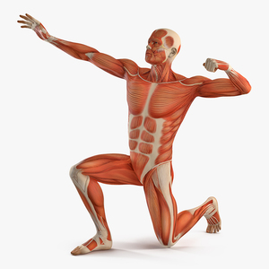 3D model Male Muscular System in Bodybuilder Pose