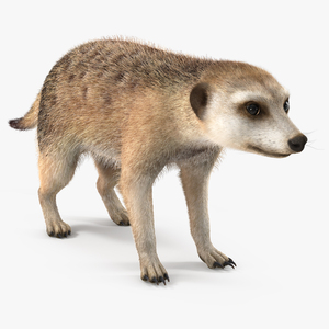 3D Meerkat Rigged Fur model