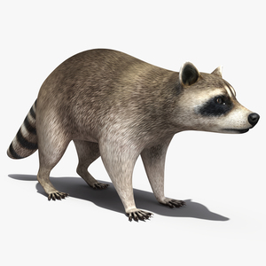 Raccoon 3D model