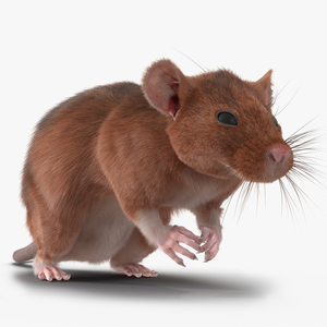 Rat 2 Pose 4 3D