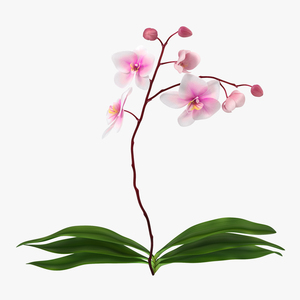 3D model Orchid 2