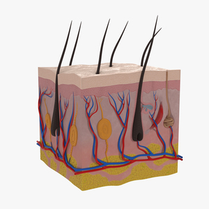 Cross Section of Human Skin 3D