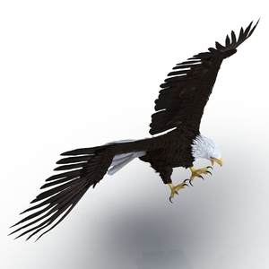 Bald Eagle Pose 2 3D