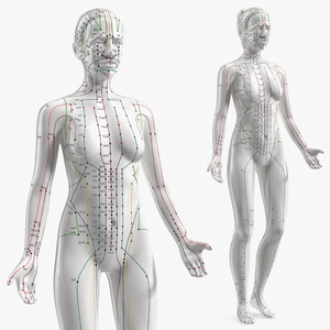 3D Female Acupuncture Mannequin model