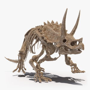 3D Triceratops Horridus Skeleton Fossil