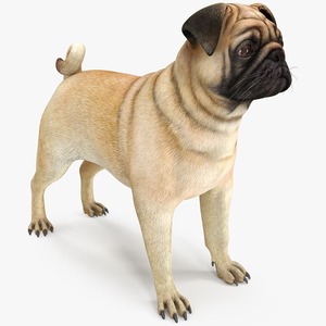 3D model Pug Dog Neutral Pose