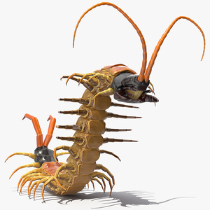 3D Scolopendra Heros Arizona Giant Centipede Rigged model