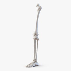 3D model Human Leg Bones