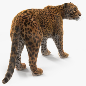 3D Jaguar Stand Pose Fur