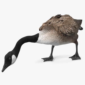 Large Wild Goose Walking Pose 3D model