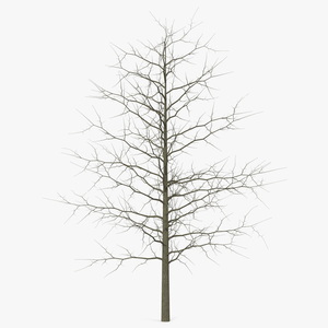 3D model Winter Bare Oak Tree