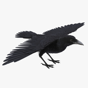 3D model Black Crow