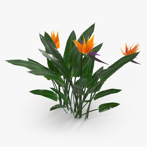 3D Strelitzia Reginae Tropical Plant model