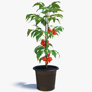 Red Organic Tomato Plant 3D model