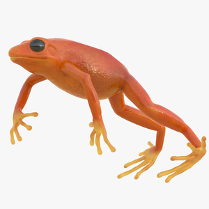 3D model Mantella Frog Pose 4