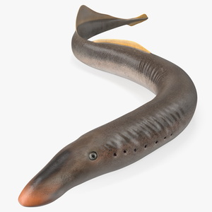 Lamprey Motion pose 3D model