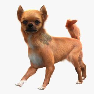 3D Chihuahua Rigged