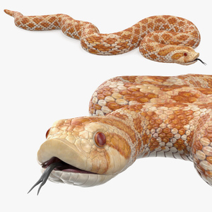 3D model Coiled Hognose Snake