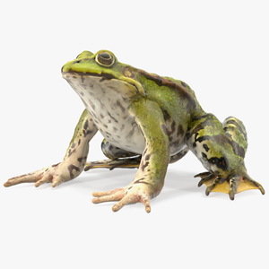 Frog Sitting Pose 3D