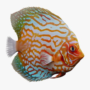 3D Discus Fish